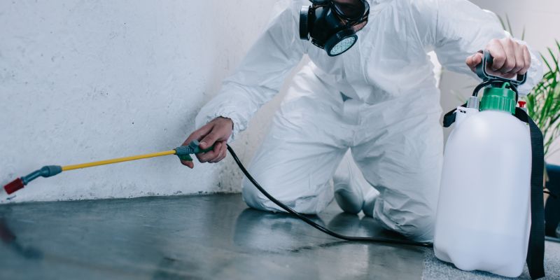 Como é feita a dedetização de baratas em Jaboatão dos Guararapes